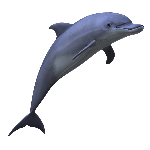 Sea animals transparent png. Purple clipart dolphin