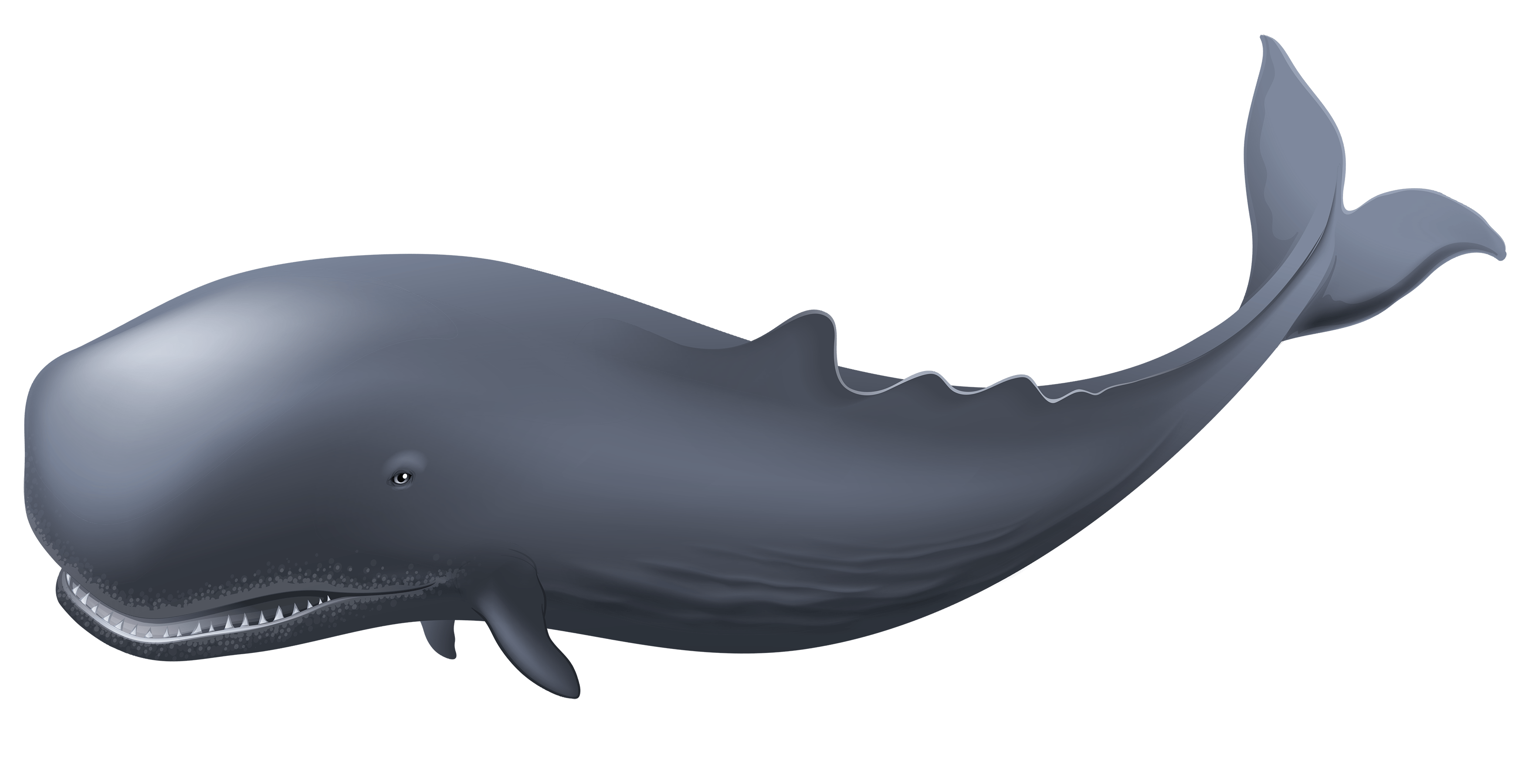 orange clipart whale