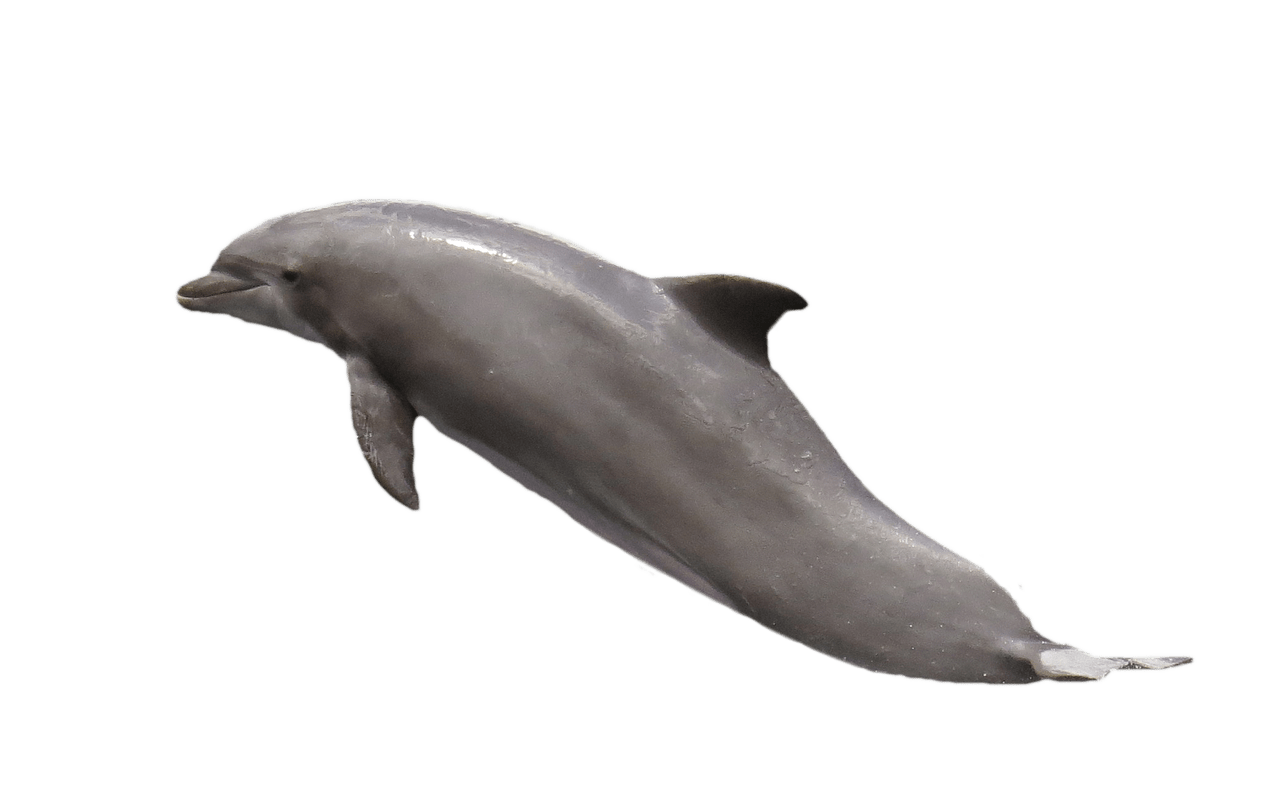 Dolphins clipart dolphin family. Jumping transparent png stickpng