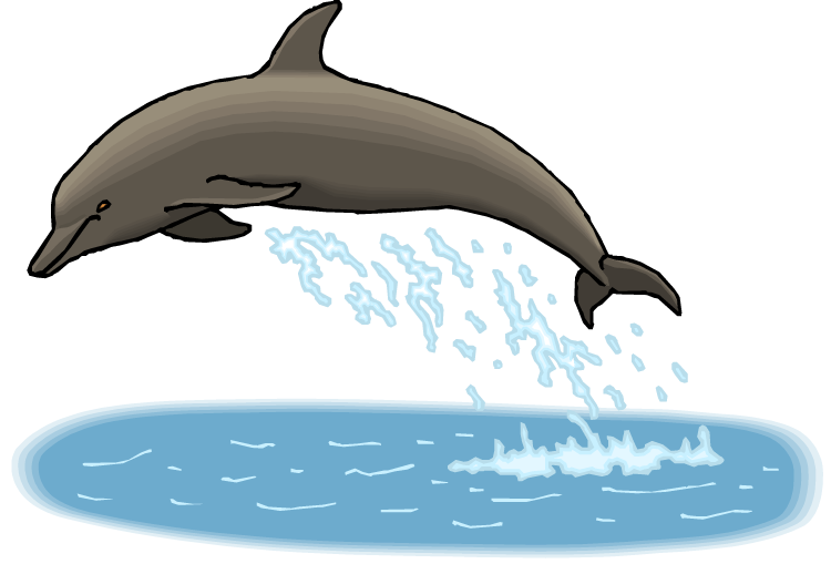 Dolphins clipart grey dolphin. Free breaching