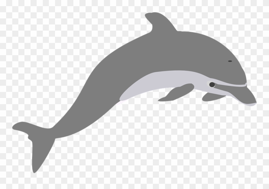 dolphin clipart gray dolphin