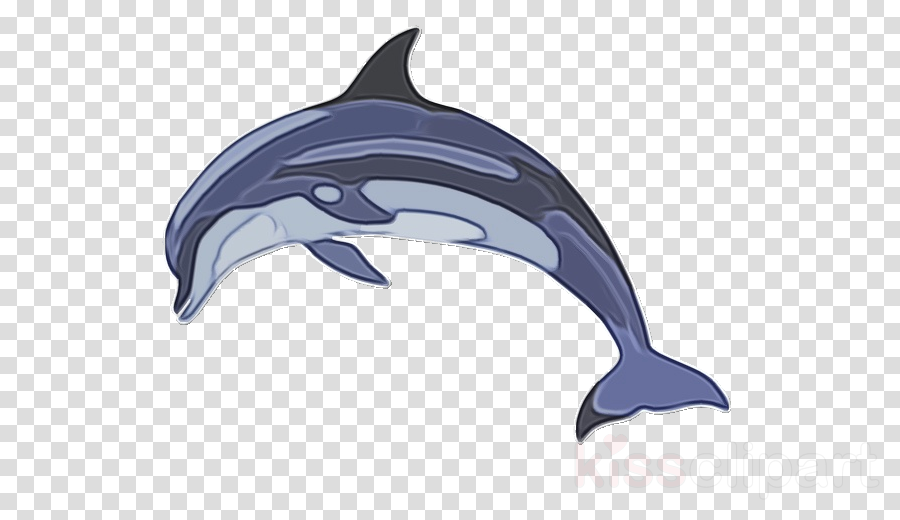 clipart dolphin mammal
