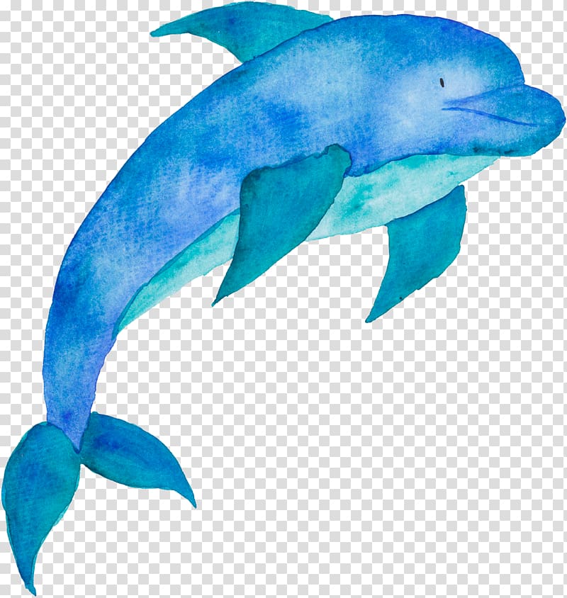 clipart dolphin mammal