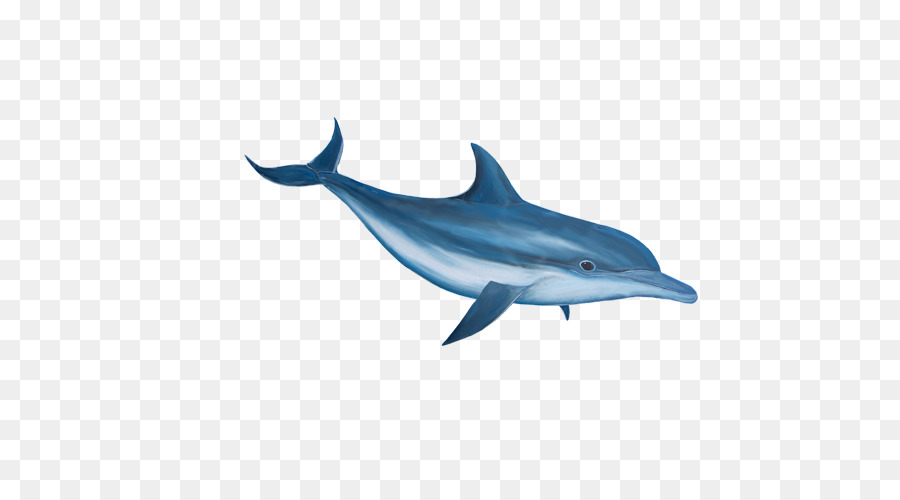 clipart dolphin marine biology