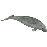 dolphin clipart marine biome