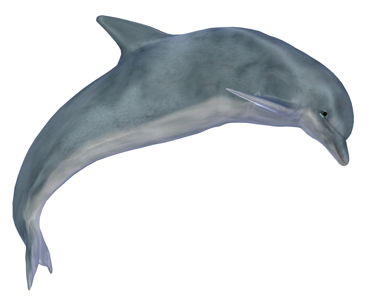 Png image . Dolphins clipart dolphin family