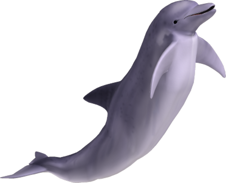Dolphin clear background