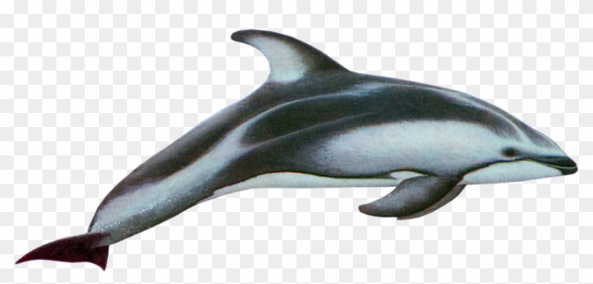 clipart dolphin maui dolphin