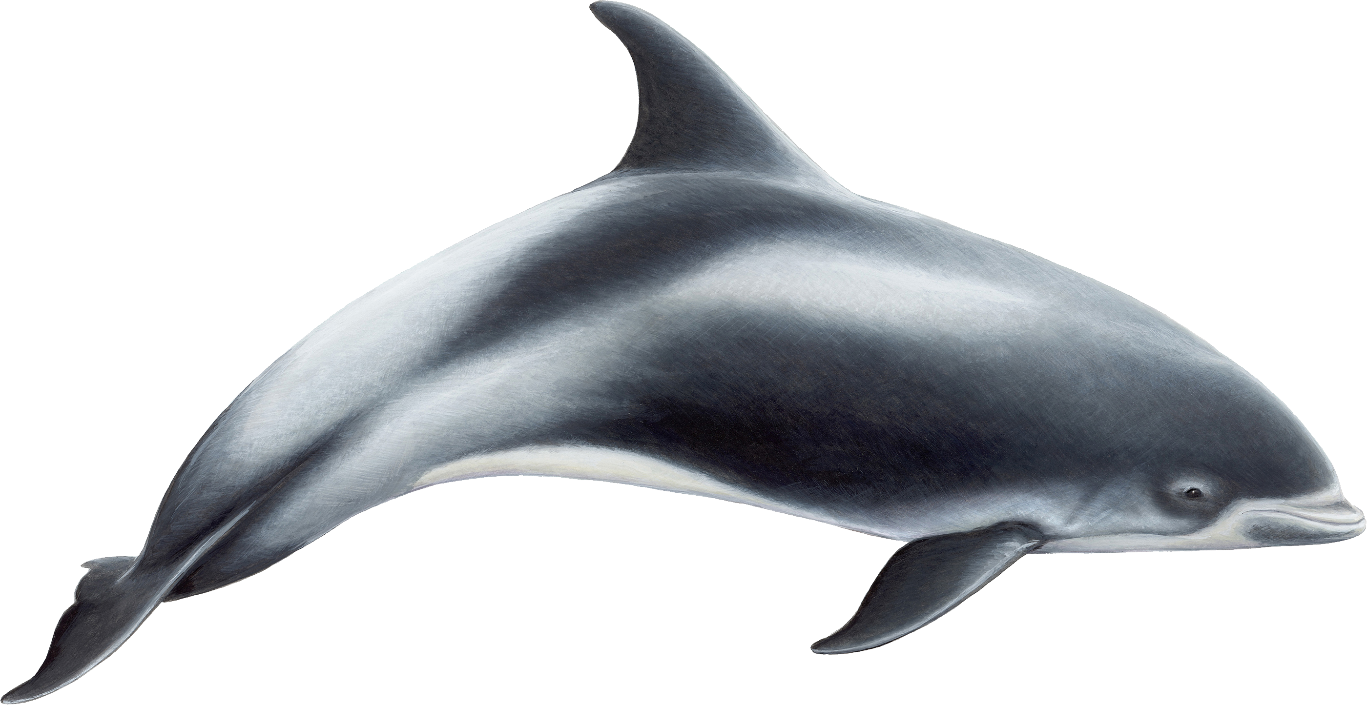 Dolphins clipart maui dolphin. Png image 
