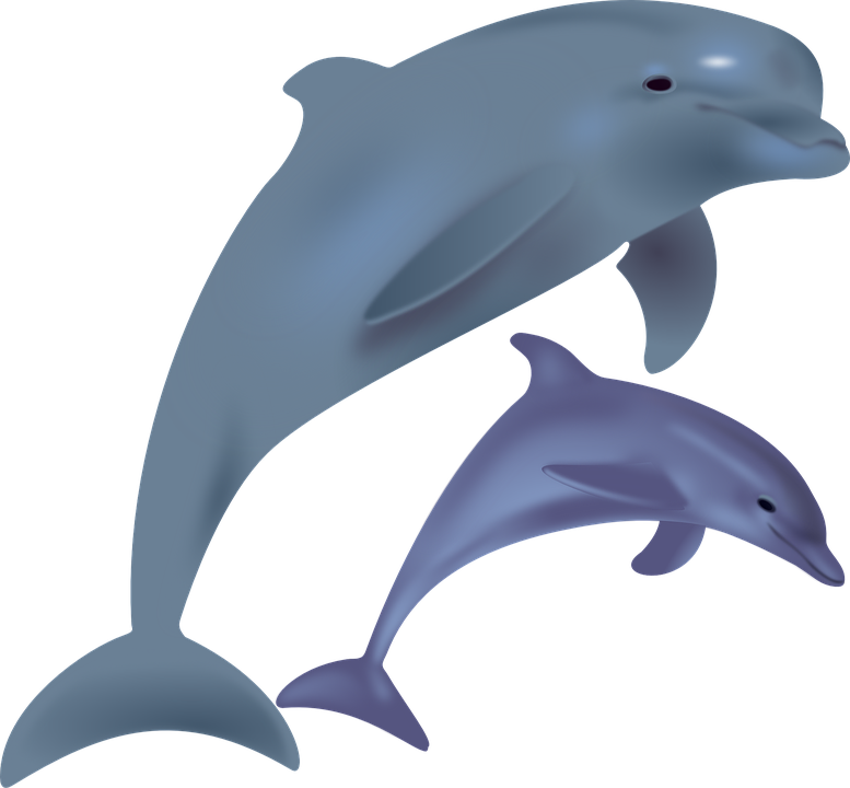 Free dolphin download clip. Dolphins clipart realistic