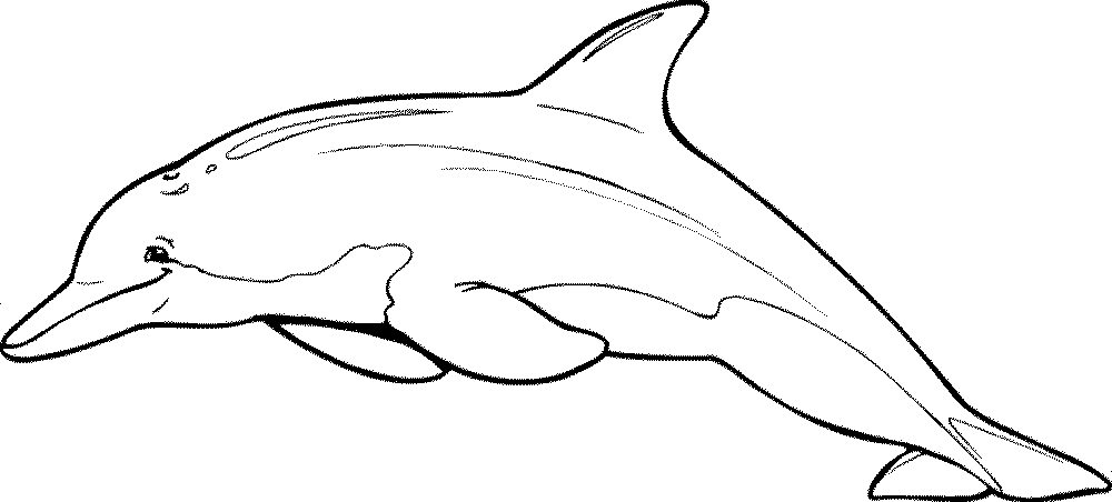 dolphins clipart coloring page