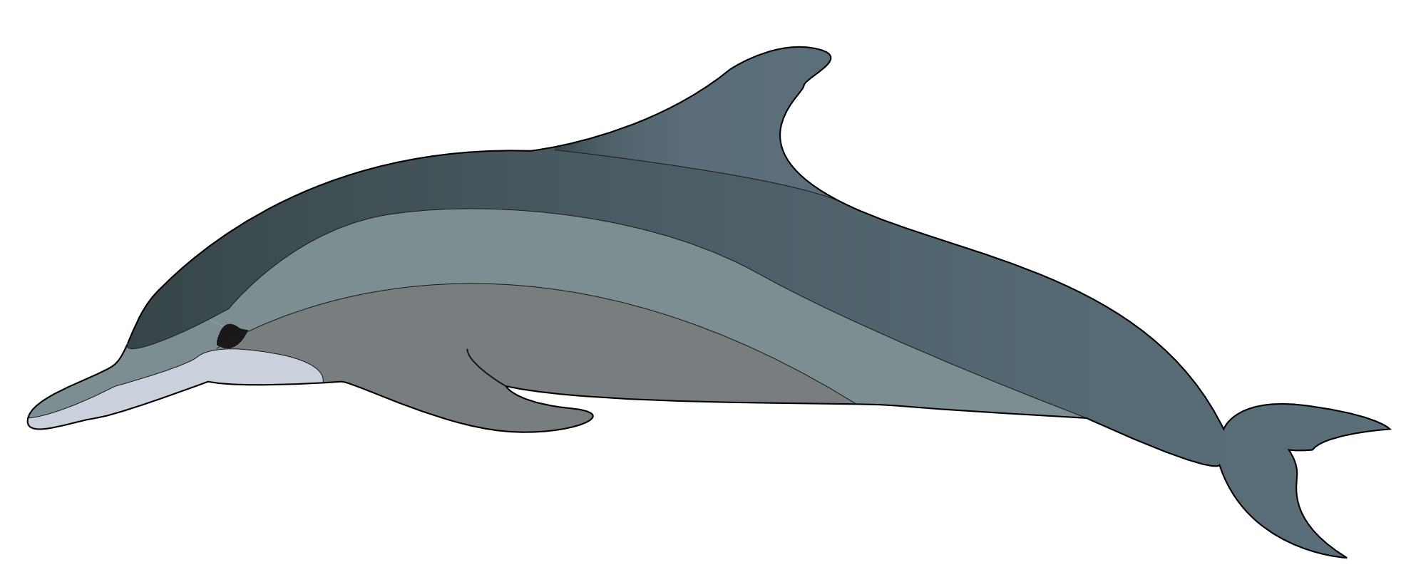 Clipart dolphin real dolphin. Clip art car pictures