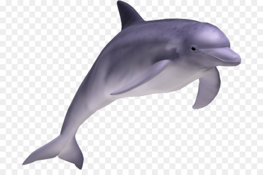 clipart dolphin real dolphin