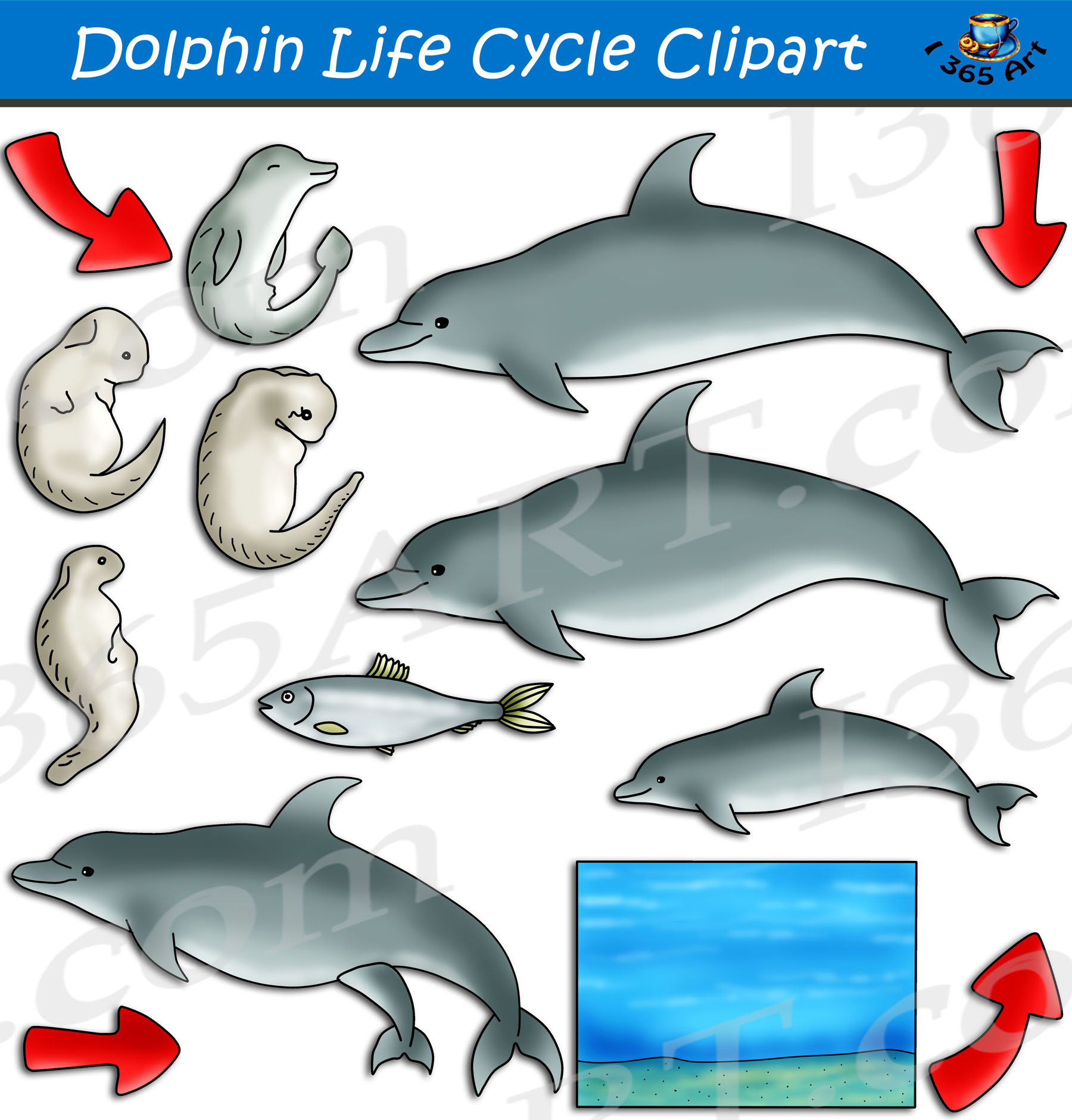 dolphin clipart school