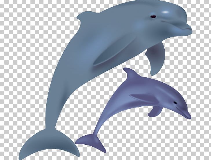 clipart dolphin spinner dolphin