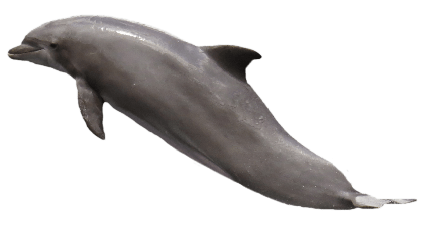 clipart dolphin transparent background