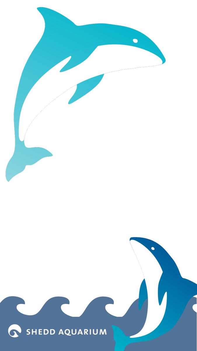 Shedd aquarium on twitter. Dolphins clipart rainbow