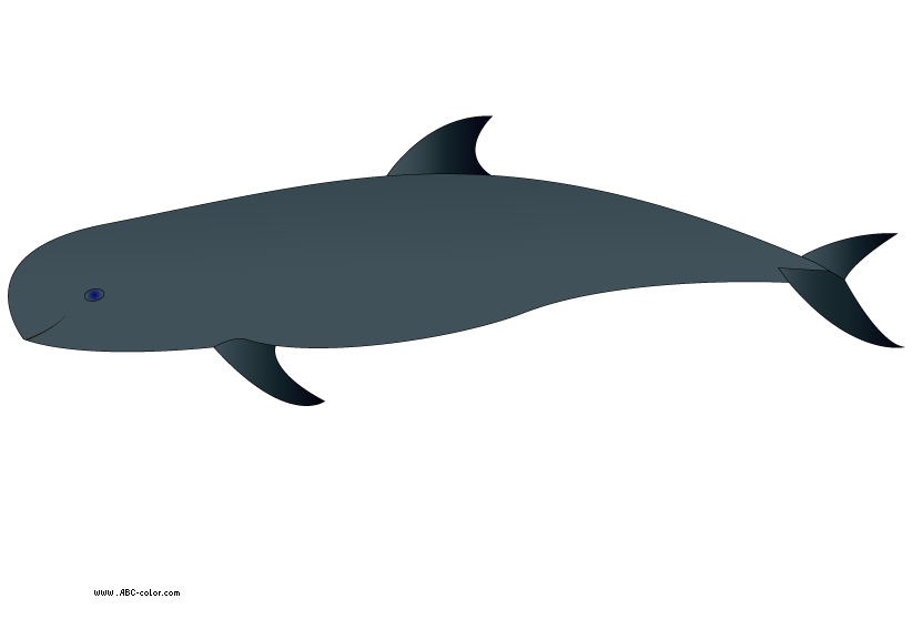 dolphins clipart bitmap