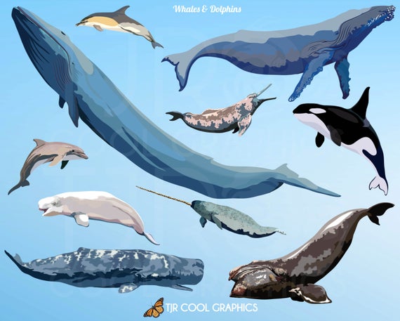 Clip art whales dolphins. Clipart dolphin whale