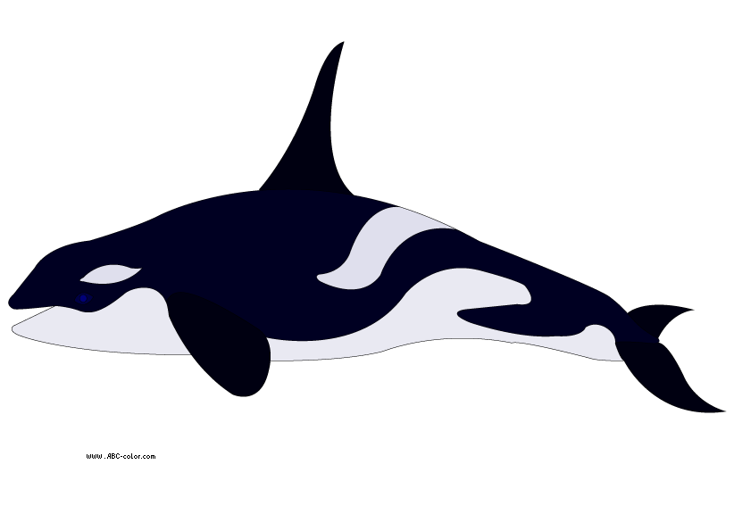 Picture killer whale download. Dolphins clipart colorful