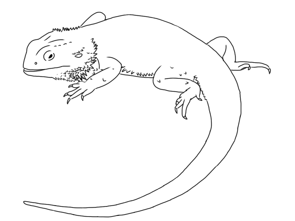 lizard clipart black and white