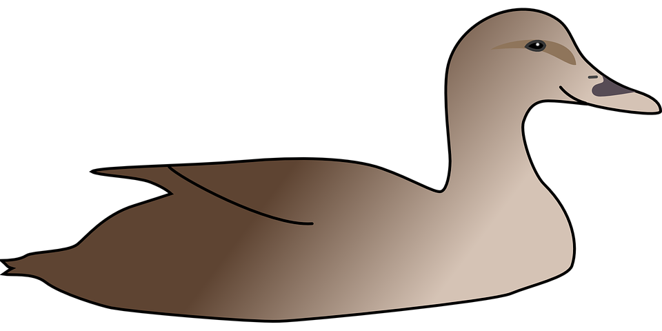 Duckling clipart brown bear. Duck swimming frames illustrations