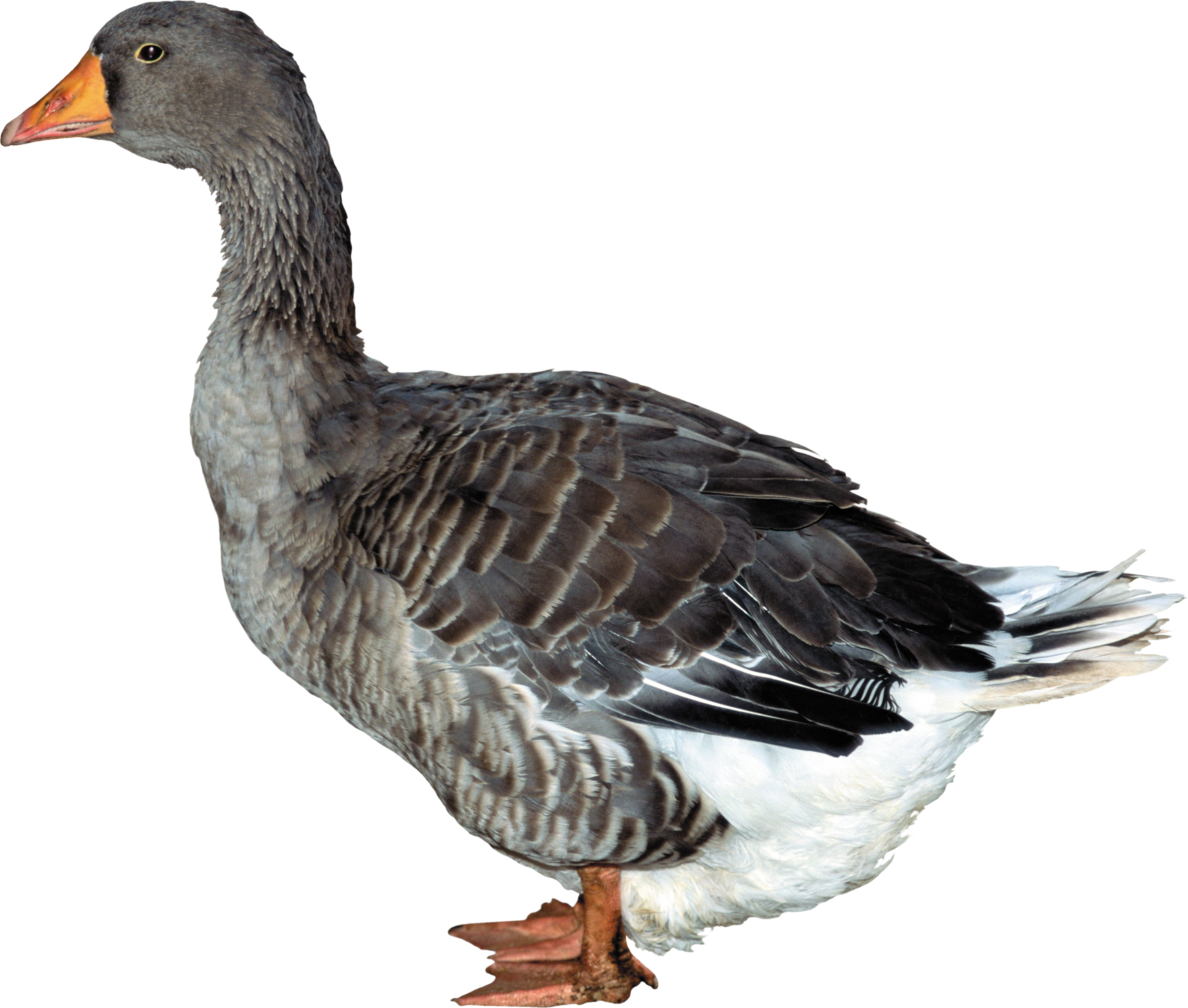 Duck transparent background