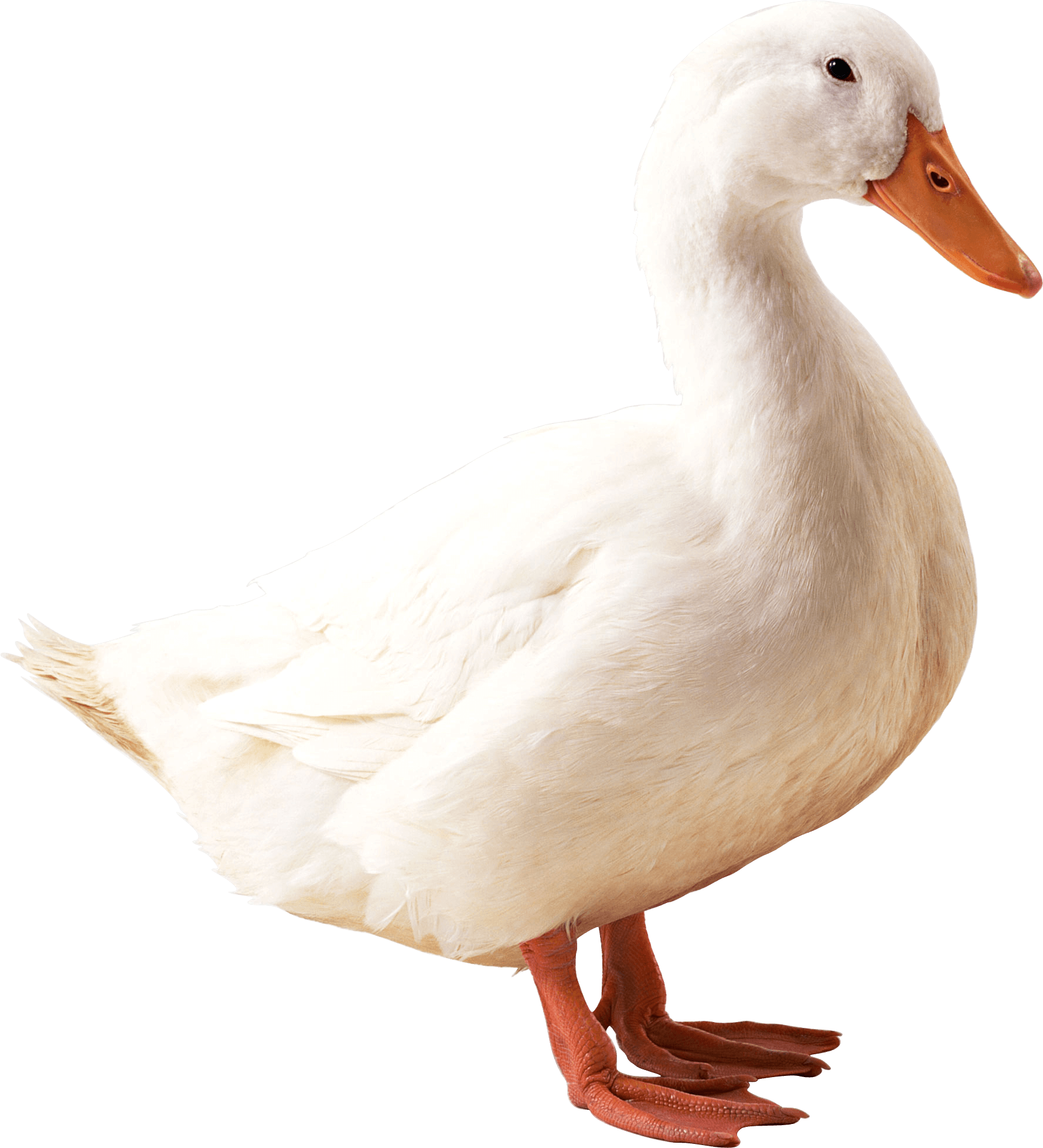 Ducks clipart mandarin duck. Small goose transparent png