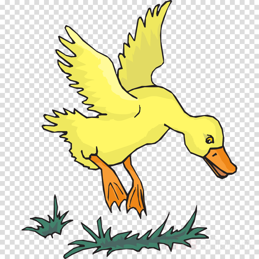Clipart duck duc. Bird line art animal