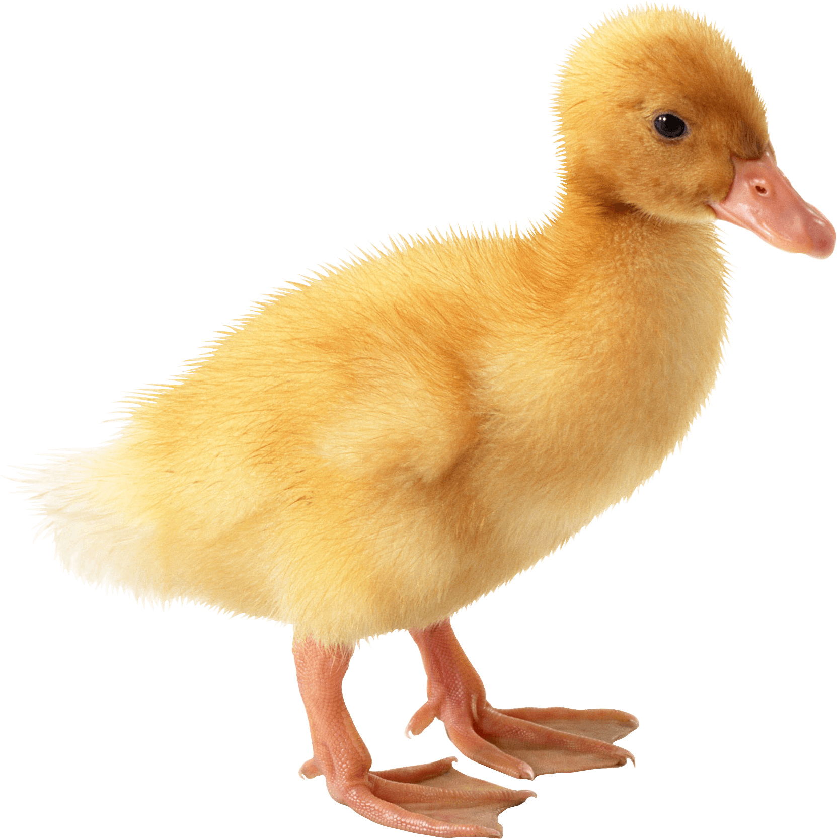 Cute little png image. Goose clipart duckling