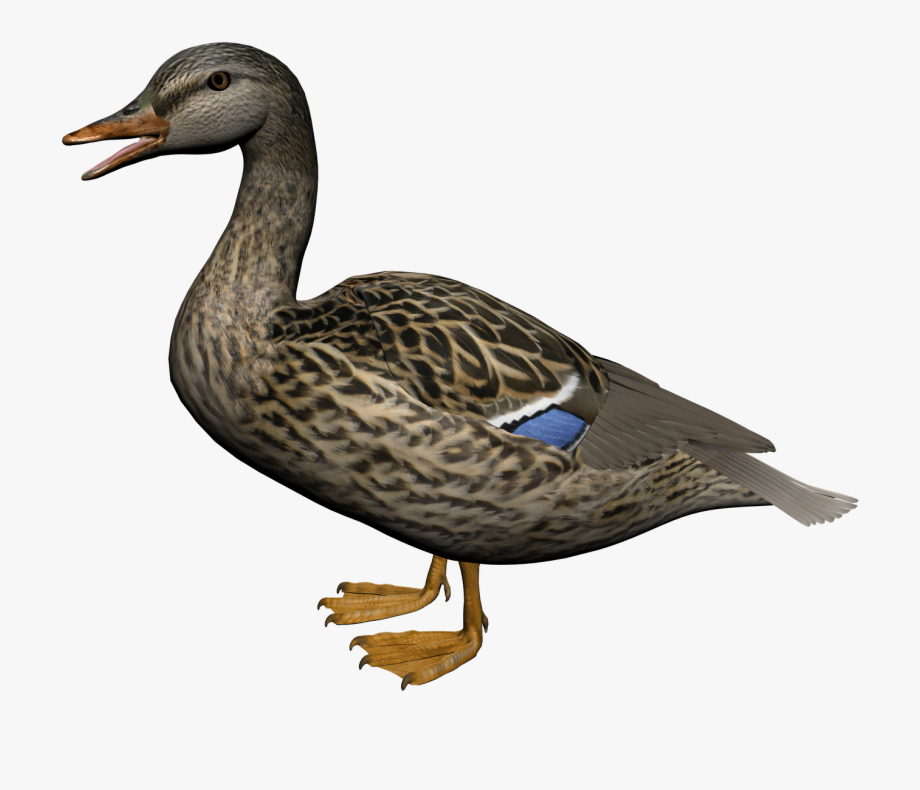 clipart duck female duck