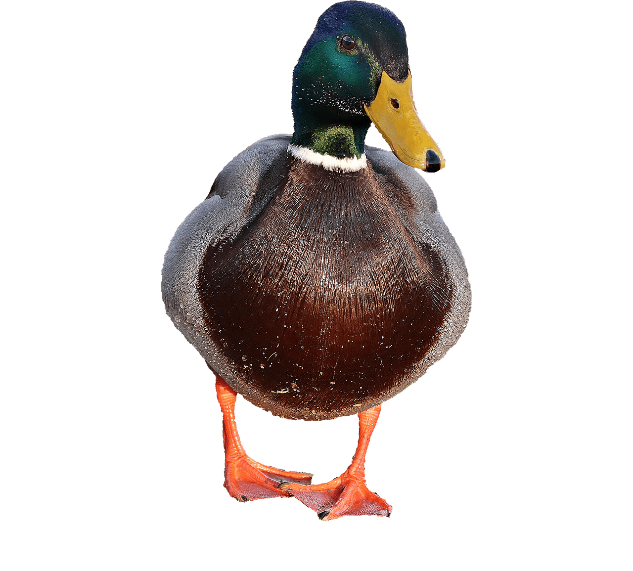ducks clipart female duck