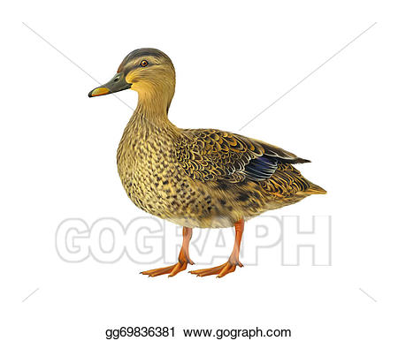 clipart duck female duck