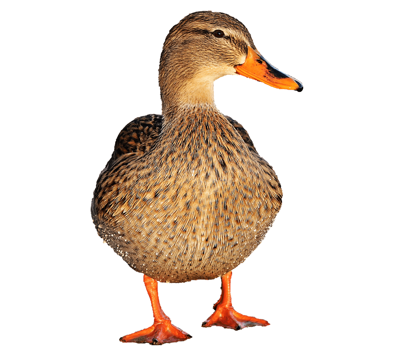 clipart water mallard duck