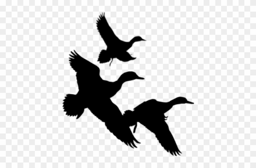 Duck clipart in flight. Png free library flying