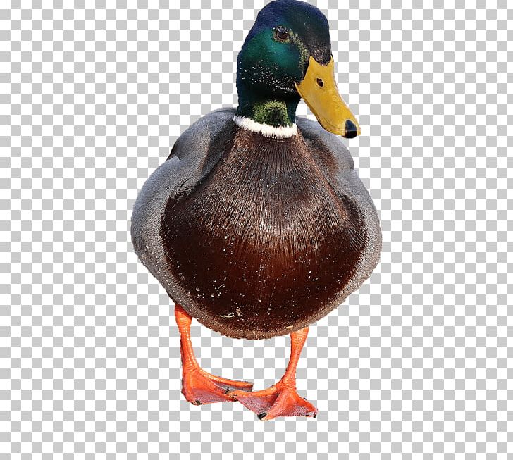 duck clipart male duck