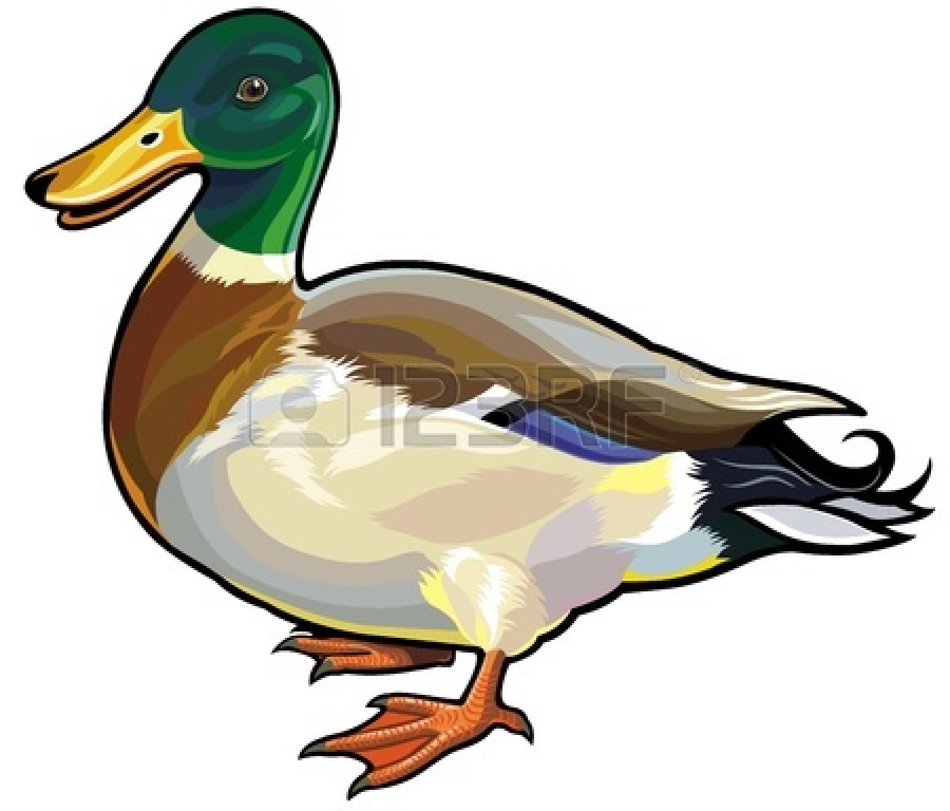 clipart duck mallard duck
