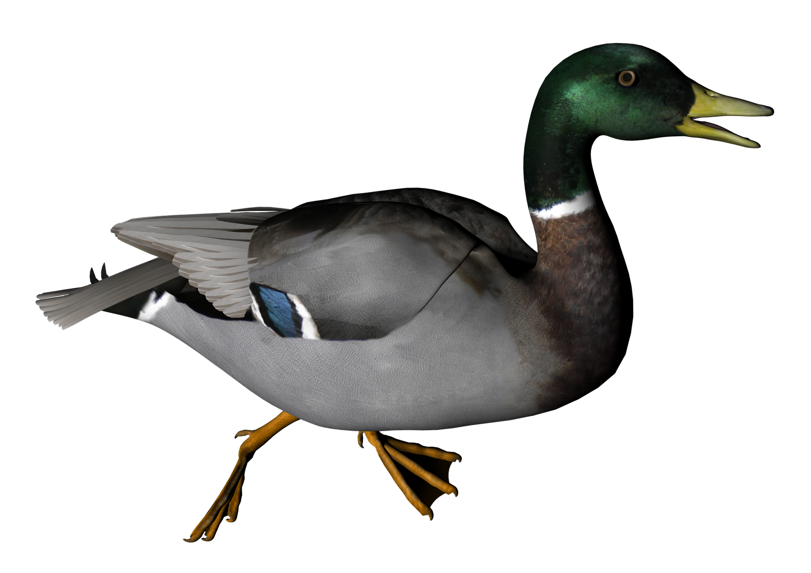 Duck png transparent image. Ducks clipart thumbs up