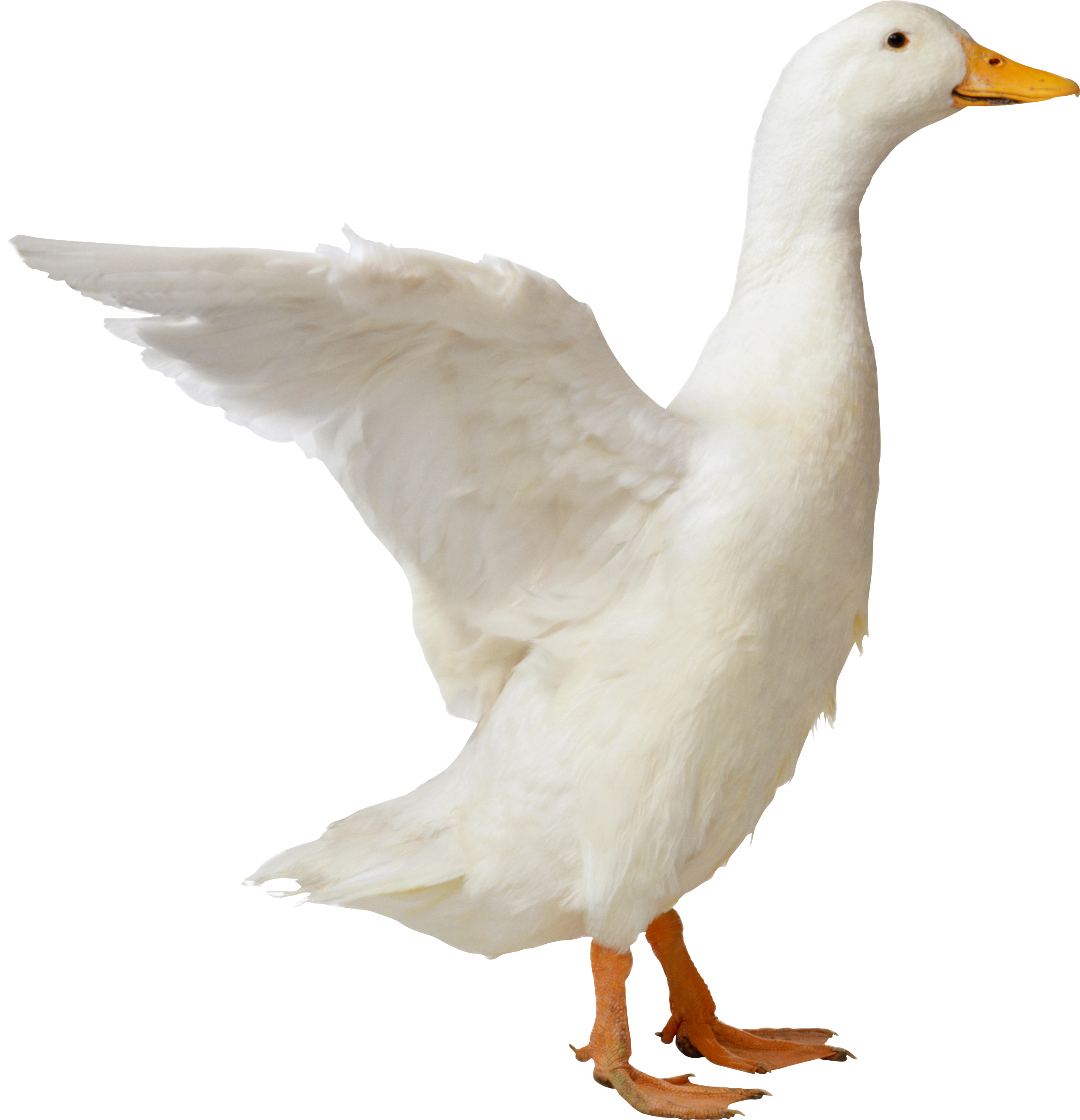 clipart duck muscovy duck