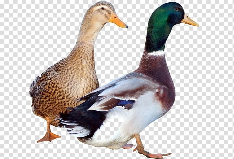 clipart duck muscovy duck