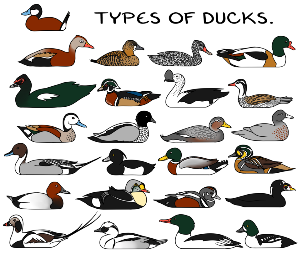 Duckling ducks in row