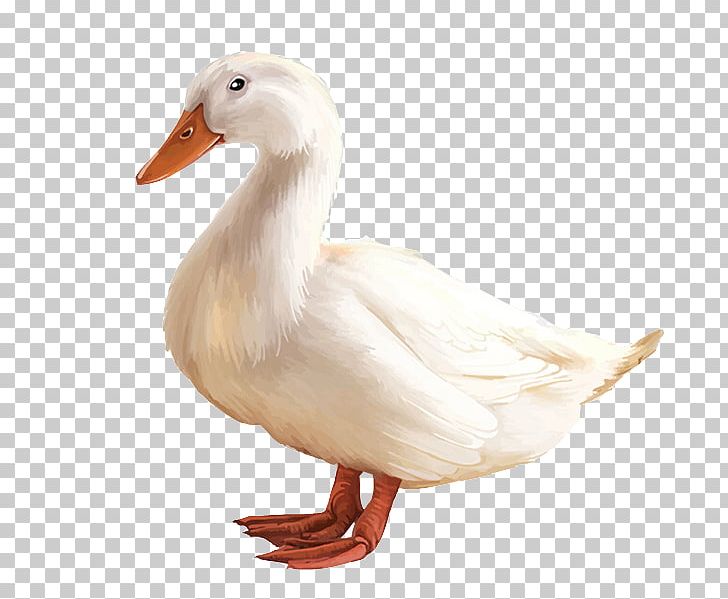 clipart duck pekin duck