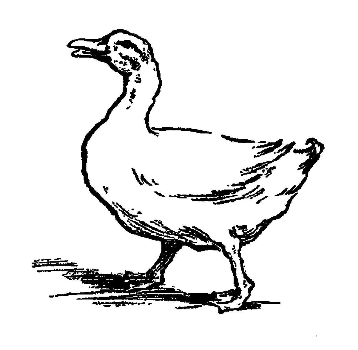 Farm clipart duck. Digital stamp design free
