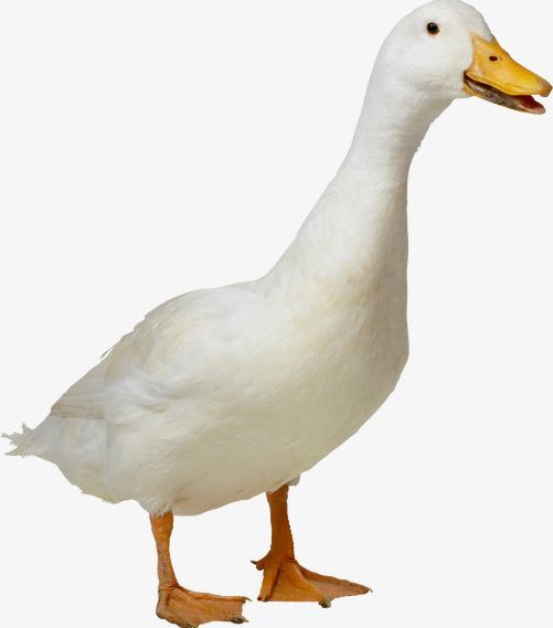 clipart duck real duck