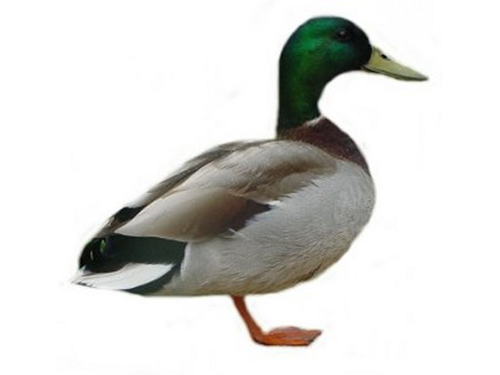 Free images download clip. Ducks clipart real duck