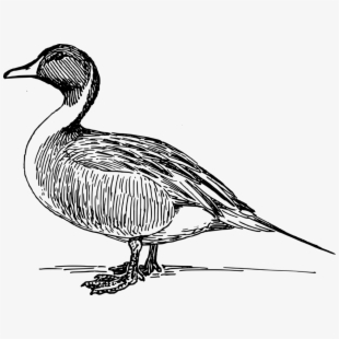 Black and white free. Clipart duck realistic