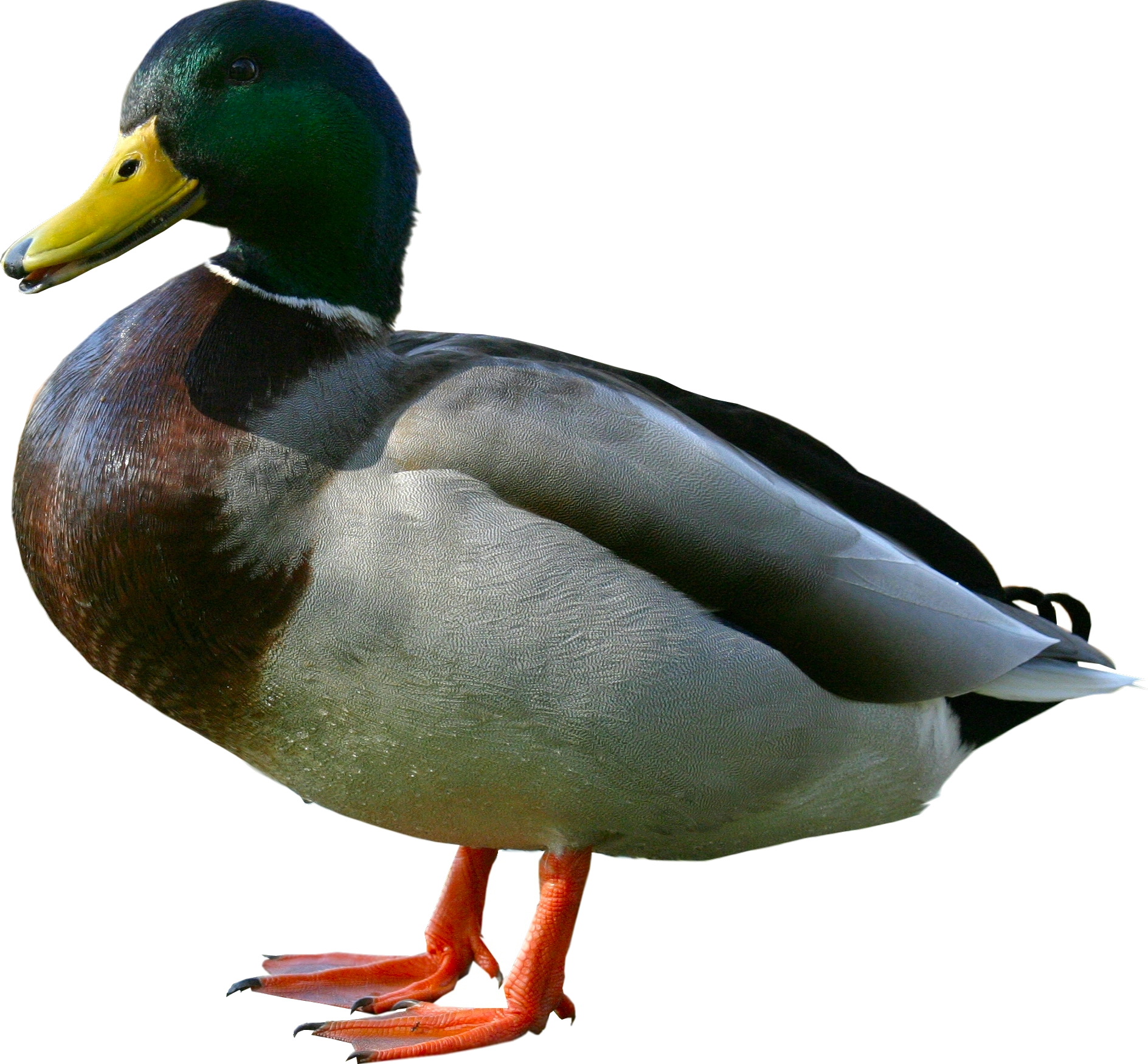 Png image free download. Clipart duck realistic