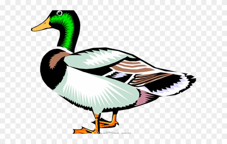 Ducks clipart real duck. Mallard flying clip art