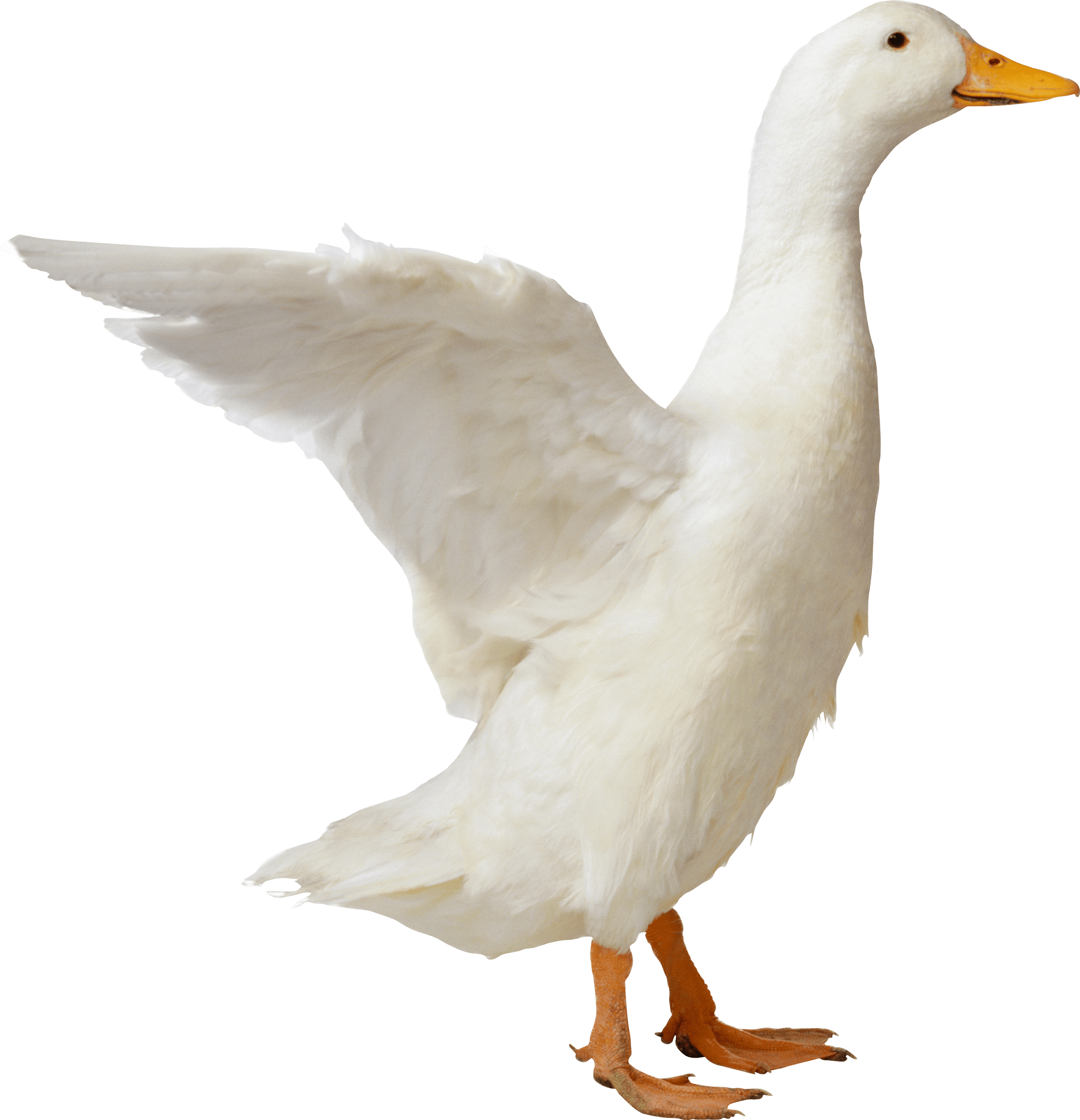 Goose sideview pinterest. Ducks clipart duck waddle