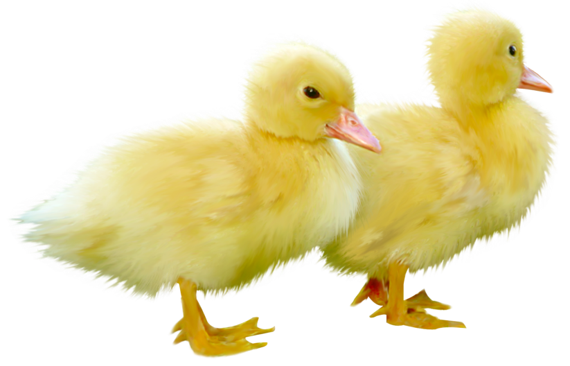 Ducks clipart yellow. Cute little png picture